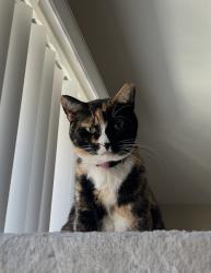 Lost Female Cat last seen Cambria Hotel, cndmniums across from Cambria Hotel, Imperial, CA 92251