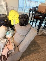 Lost Male Cat last seen Community Drive/Silver Falls in Gossamer Grove, Bakersfield, CA 93263