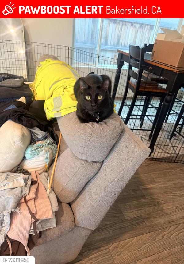 Lost Male Cat last seen Community Drive/Silver Falls in Gossamer Grove, Bakersfield, CA 93263