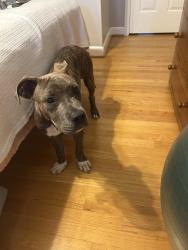Reunited Male Dog last seen Crest hill road. Jamestown., Guilford County, NC 27282