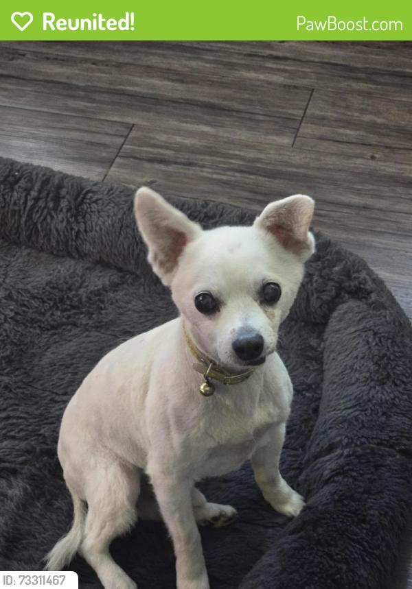 Reunited Male Dog last seen Prairie Ave, Hawthorne, CA 90250
