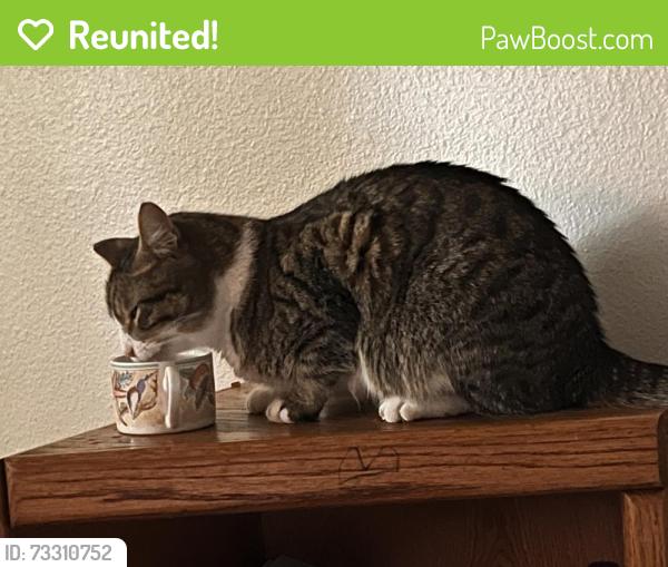 Reunited Male Cat last seen lagoon view dr, Greenbank, WA 98253