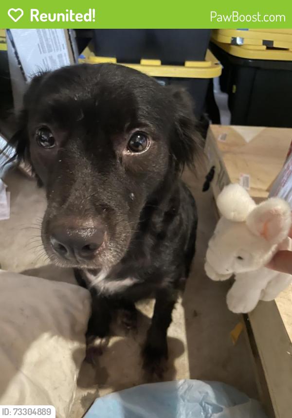Reunited Female Dog last seen West lake Houston Pky., Atascocita, TX 77346