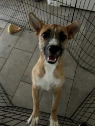 Reunited Male Dog last seen Kohl's in Humble 20755 US-59, Humble, TX 77338, Humble, TX 77338