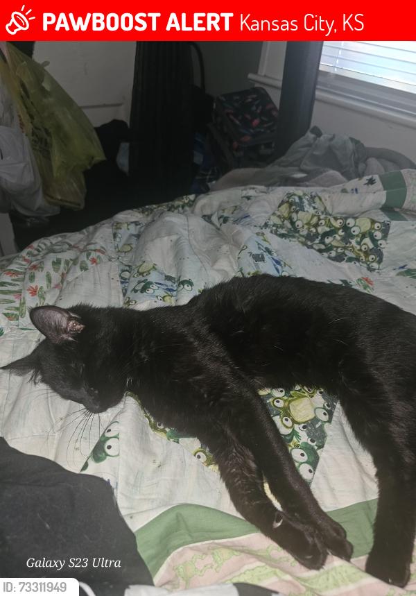 Lost Male Cat last seen Brown and Leavenworth, Kansas City, KS 66104