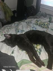 Lost Male Cat last seen Brown and Leavenworth, Kansas City, KS 66104