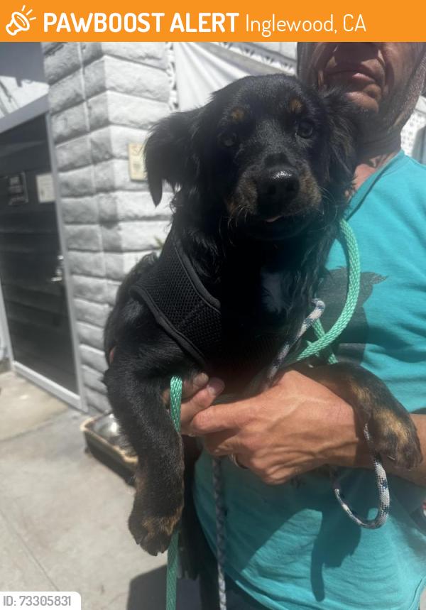 Found/Stray Male Dog last seen South Grevilla Ave, Inglewood, CA 90301