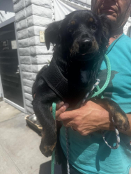 Found/Stray Male Dog last seen South Grevilla Ave, Inglewood, CA 90301