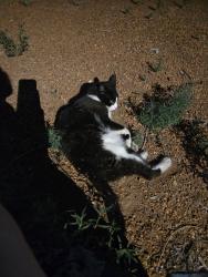 Found/Stray Female Cat last seen Morningside Park, Albuquerque, NM 87106