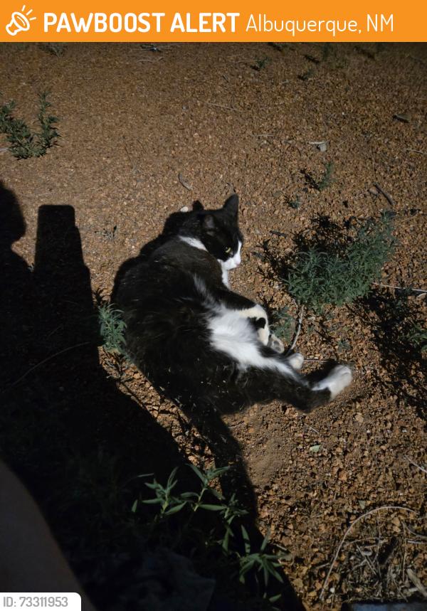 Found/Stray Female Cat last seen Morningside Park, Albuquerque, NM 87106