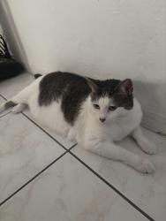 Reunited Female Cat last seen Carlyle ave 78st near church, Miami Beach, FL 33141