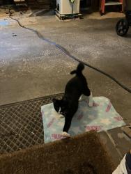 Found/Stray Unknown Cat last seen Furman rd, Fairport, NY 14450