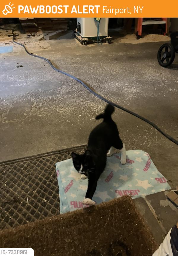 Found/Stray Unknown Cat last seen Furman rd, Fairport, NY 14450