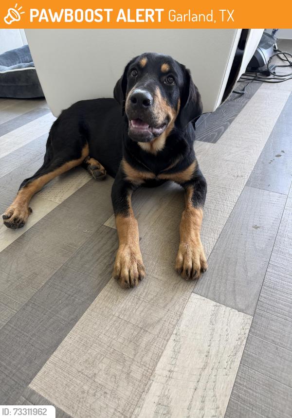 Found/Stray Unknown Dog last seen Marketplace st, Garland, TX 75041