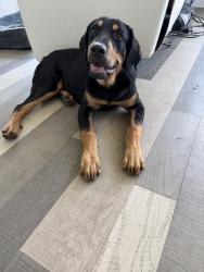 Found/Stray Unknown Dog last seen Marketplace st, Garland, TX 75041