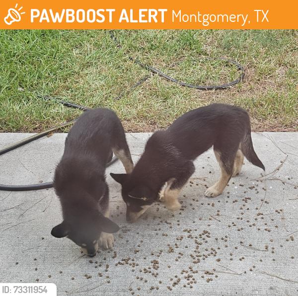 Found/Stray Male Dog last seen Chapel Run, 2978, Montgomery, TX 77316