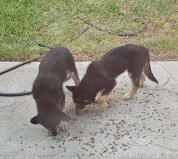 Found/Stray Male Dog last seen Chapel Run, 2978, Montgomery, TX 77316