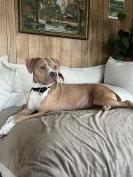 Reunited Female Dog last seen Patsy Creek Road and Roaring Forks Road, Burnsville, NC 28714