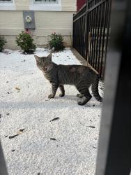 Found/Stray Unknown Cat last seen O St NW & First St NW, Washington, DC 20001