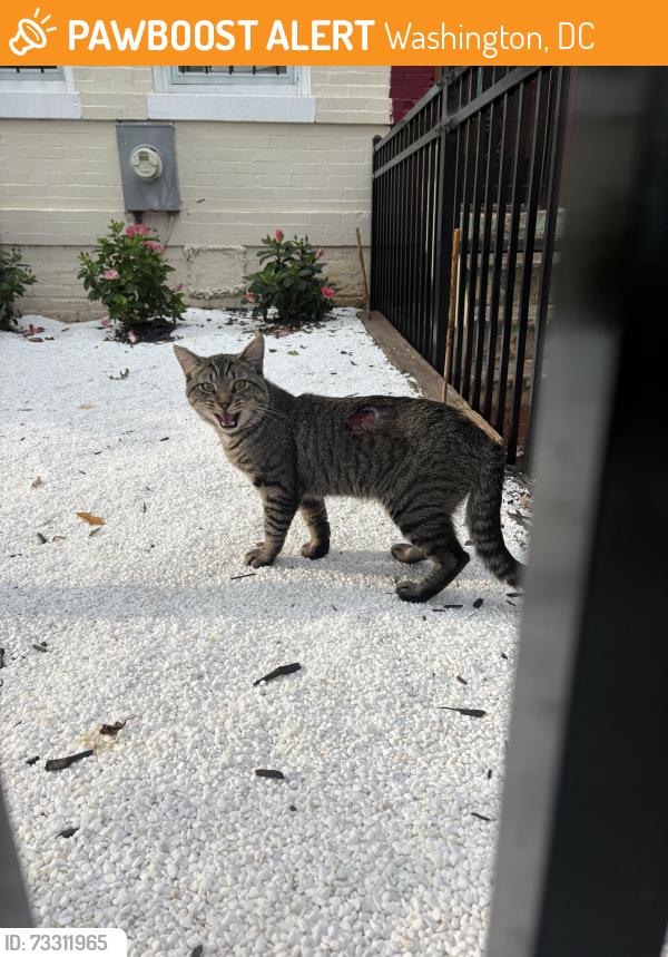 Found/Stray Unknown Cat last seen O St NW & First St NW, Washington, DC 20001