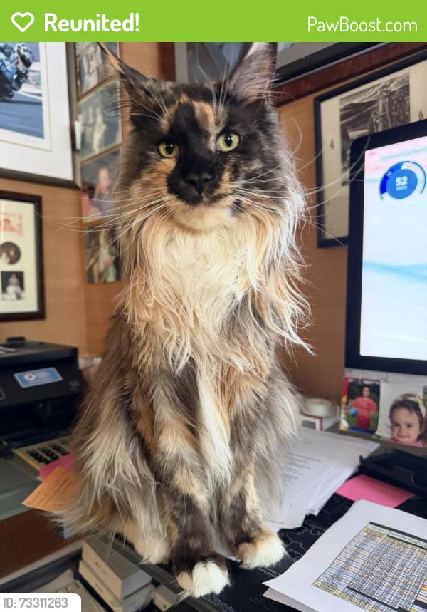 Reunited Female Cat last seen Newington Road north of Airport Road, Newington, NH 03801