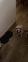 Lost Male Dog last seen Near Krystal Ct Baytown, Baytown, TX 77521