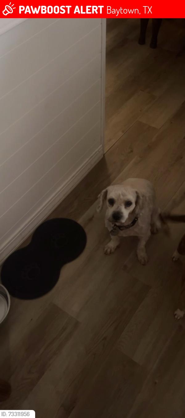 Lost Male Dog last seen Near Krystal Ct Baytown, Baytown, TX 77521