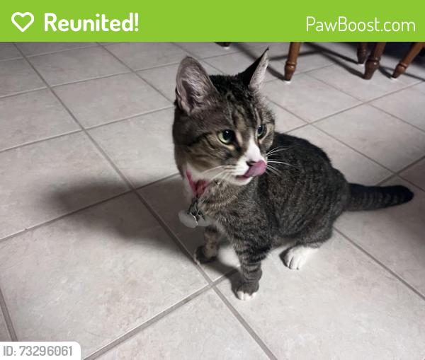 Reunited Female Cat last seen Whispering Meadows neighborhood, Fort Wayne, IN 46804