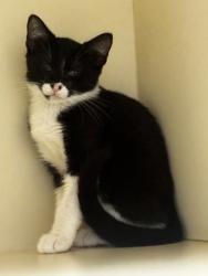 Shelter Stray Female Cat last seen Near Chamblee Dunwoody Rd, Chamblee GA 30341, 30341, GA, 3280 Chamblee Dunwoody Rd, Chamblee, GA 30341, USA