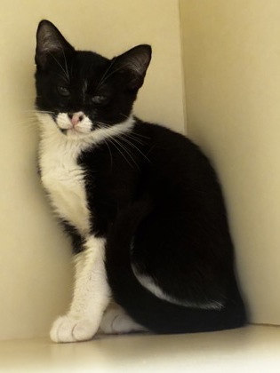 Shelter Stray Female Cat last seen Near Chamblee Dunwoody Rd, Chamblee GA 30341, 30341, GA, 3280 Chamblee Dunwoody Rd, Chamblee, GA 30341, USA