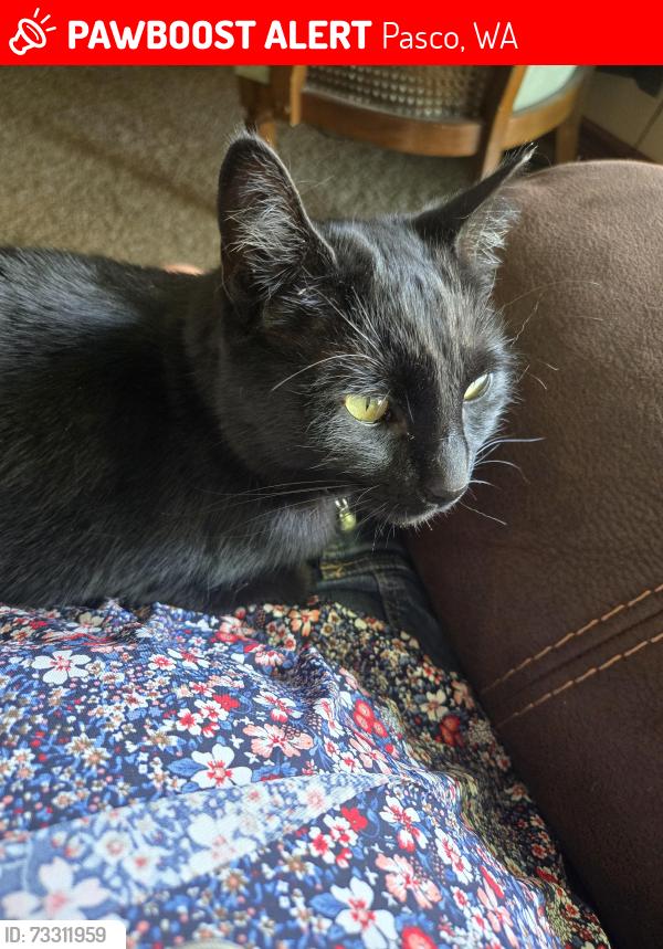 Lost Male Cat last seen 103rd Pasco and Court St, Pasco, WA 99301