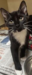 Shelter Stray Male Cat last seen Near Indian Creeek Drive, Clarkston 30021, 30021, GA, 3280 Chamblee Dunwoody Rd, Chamblee, GA 30341, USA