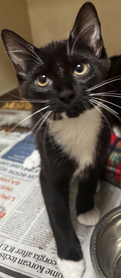 Shelter Stray Male Cat last seen Near Indian Creeek Drive, Clarkston 30021, 30021, GA, 3280 Chamblee Dunwoody Rd, Chamblee, GA 30341, USA