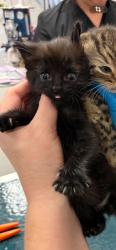 Shelter Stray Female Cat last seen Cox Road in bushes, County/Unicorporated, NC, 1491 Business Park Ct, Gastonia, NC 28052, USA