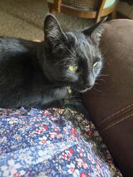 Lost Male Cat last seen 103rd Pasco and Court St, Pasco, WA 99301