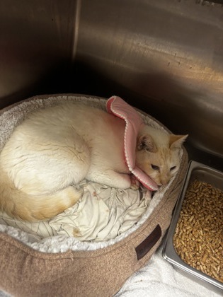 Shelter Stray Male Cat last seen Near Skyland Dr NE, Brookhaven, GA 30341, 30341, GA, 3280 Chamblee Dunwoody Rd, Chamblee, GA 30341, USA