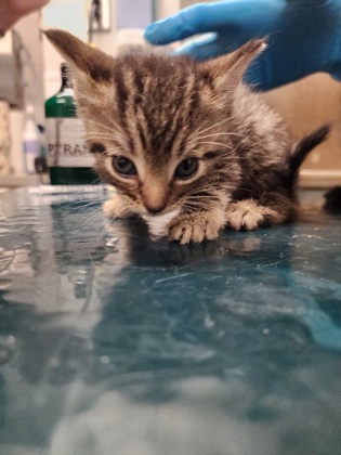 Shelter Stray Female Cat last seen Cox Road in bushes, County/Unicorporated, NC, 1491 Business Park Ct, Gastonia, NC 28052, USA
