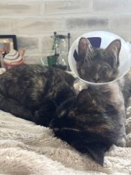 Shelter Stray Female Cat last seen Near Belair Rd, 21206, MD, 2490 Giles Rd, Baltimore, MD 21225, USA