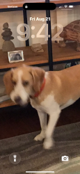 Reunited Male Dog last seen Elam and strickland, Murfreesboro, TN 37127