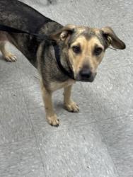 Shelter Stray Female Dog last seen Keithville, Caddo Parish, LA, 1500 Monty St, Shreveport, LA 71107, USA