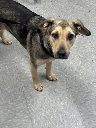 Shelter Stray Female Dog last seen Keithville, Caddo Parish, LA, 1500 Monty St, Shreveport, LA 71107, USA