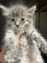 Shelter Stray Female Cat last seen Near Sherman Dr 29624, Anderson County, SC, 1320 US-29, Anderson, SC 29626, USA