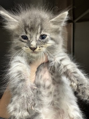 Shelter Stray Female Cat last seen Near Sherman Dr 29624, Anderson County, SC, 1320 US-29, Anderson, SC 29626, USA