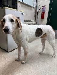 Reunited Female Dog last seen Beaches Animal Clinic, Jacksonville Beach, FL 32250