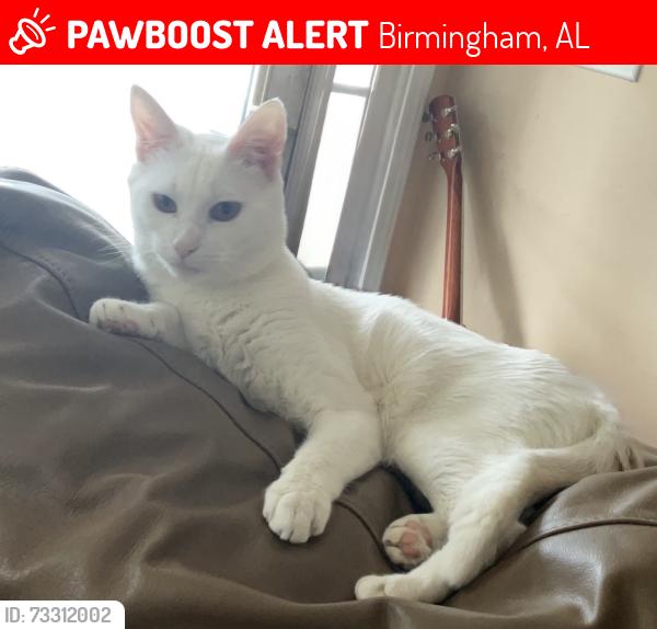 Lost Male Cat last seen Abc, Birmingham, AL 35215