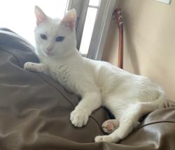 Lost Male Cat last seen Abc, Birmingham, AL 35215