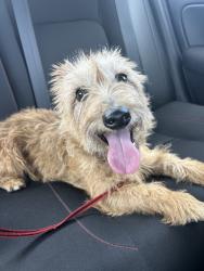 Found/Stray Female Dog last seen Applecrest St & Crestdale St, Palm Beach Gardens, FL, Palm Beach Gardens, FL 33410
