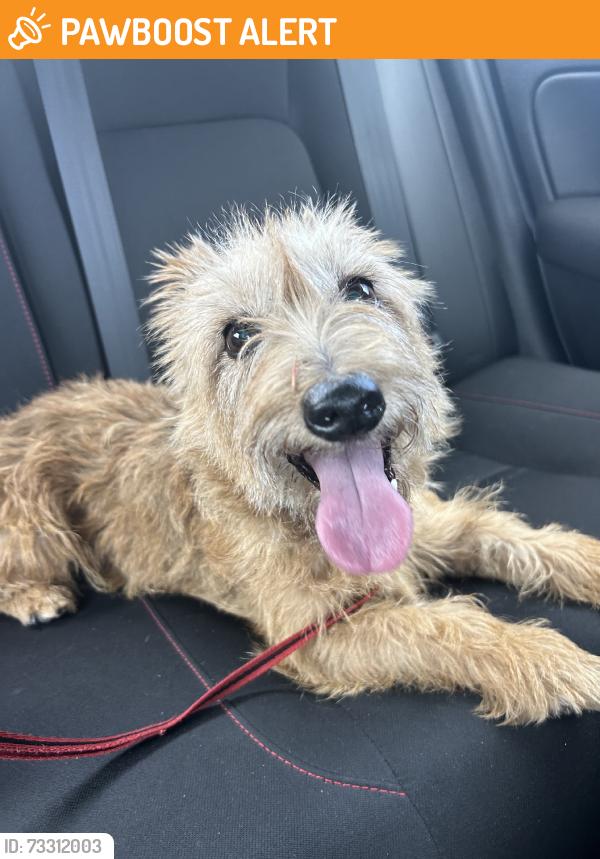 Found/Stray Female Dog last seen Applecrest St & Crestdale St, Palm Beach Gardens, FL, Palm Beach Gardens, FL 33410