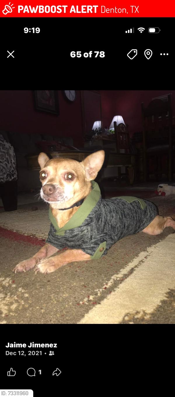 Lost Male Dog last seen Paisley st, Denton, TX 76209