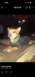 Lost Male Dog last seen Paisley st, Denton, TX 76209